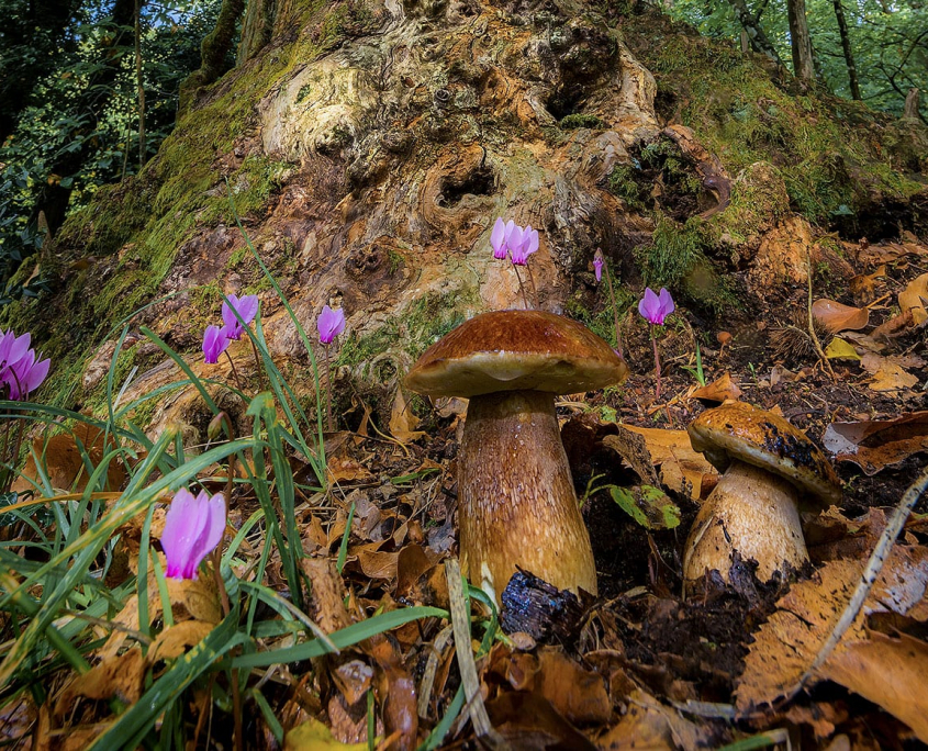funghi in garfagnana